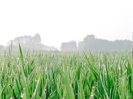 雨后绿色禾苗