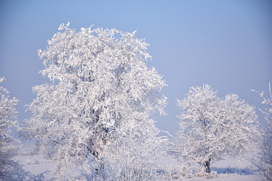 寒冬腊月树林银装素裹雪景