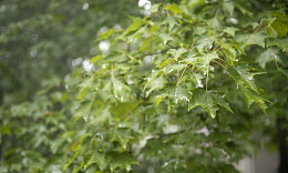 雨后绿色枫树叶