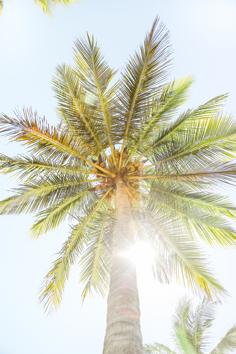 炎炎夏日棕榈树
