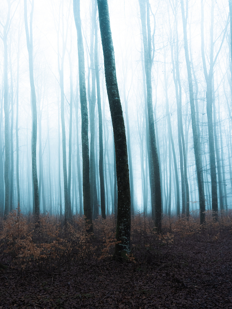 初冬雾气朦胧树林