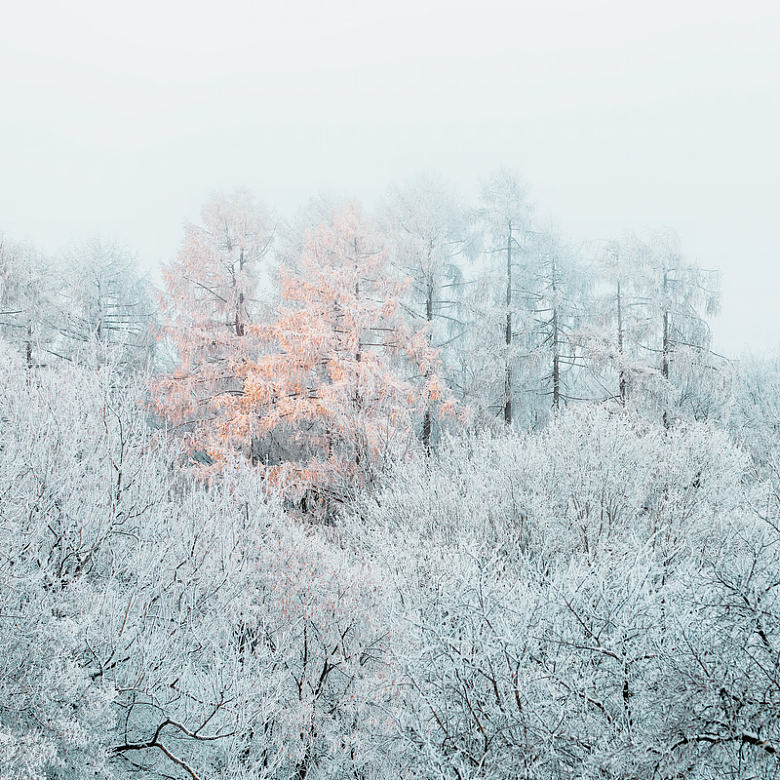 冬季唯美雾凇风景