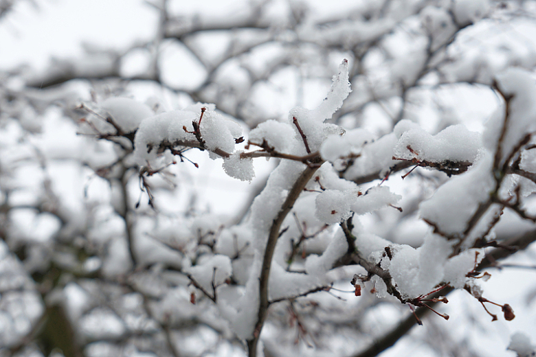 冬天树枝上的积雪