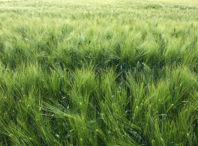麦田绿色小麦背景