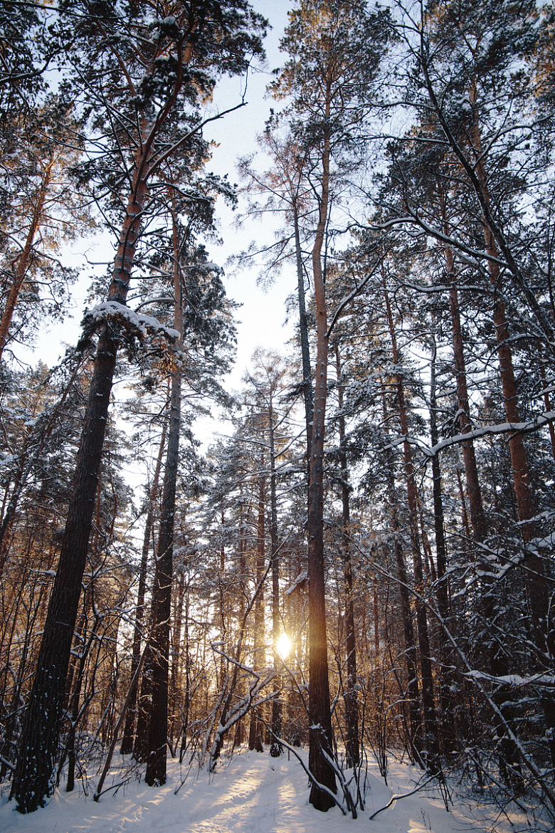 冬天树林唯美风景