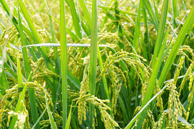 稻田绿色稻穗