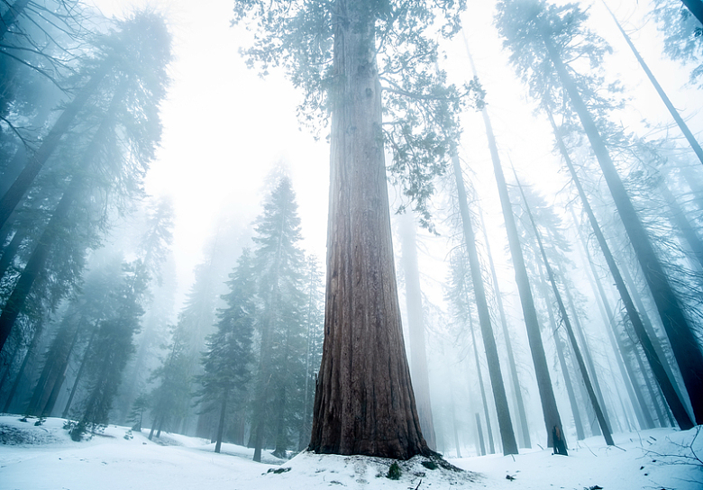 高大树木晨雾风景