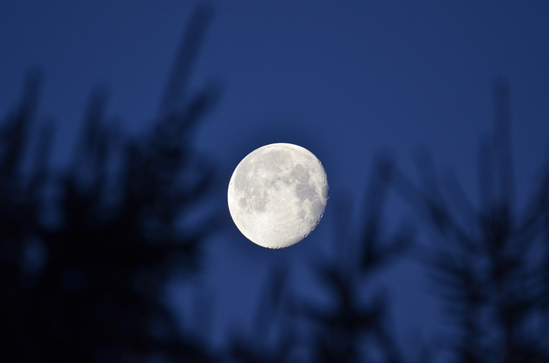 月亮挂在树梢上