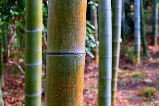 竹林竹子特写