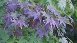 春天枫叶嫩芽