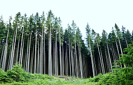 森林云杉景观