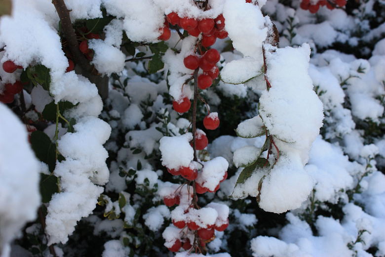 红浆果积雪