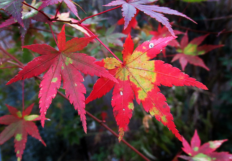 秋天红色枫树叶