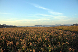 田野种植地