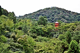 茂密森林