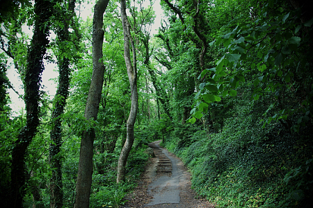 林间小道