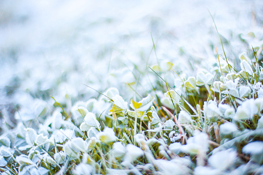 霜雪草地