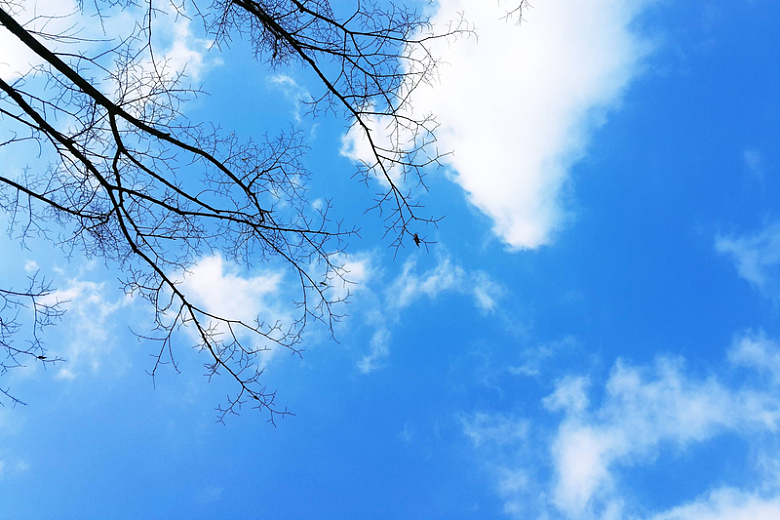 树枝蓝天白云