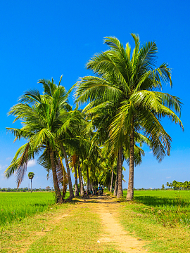 夏日棕榈树