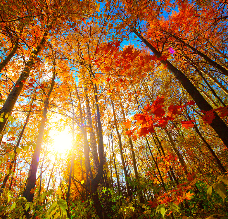 秋天红色枫树林