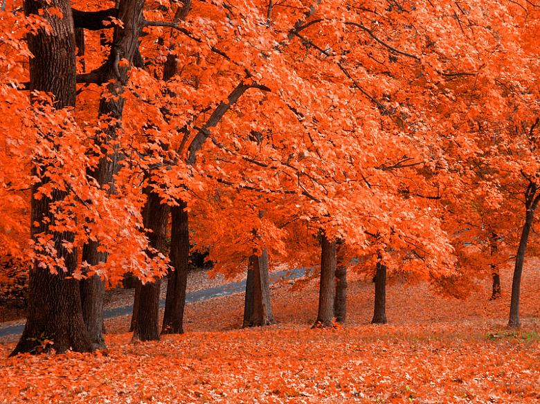 秋天红色枫叶林