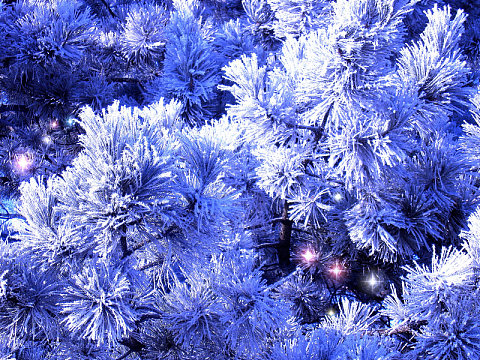 雪中的圣诞树