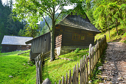 树林木房子风景