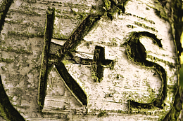 树干刻字