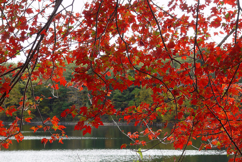 秋天红色树叶风景