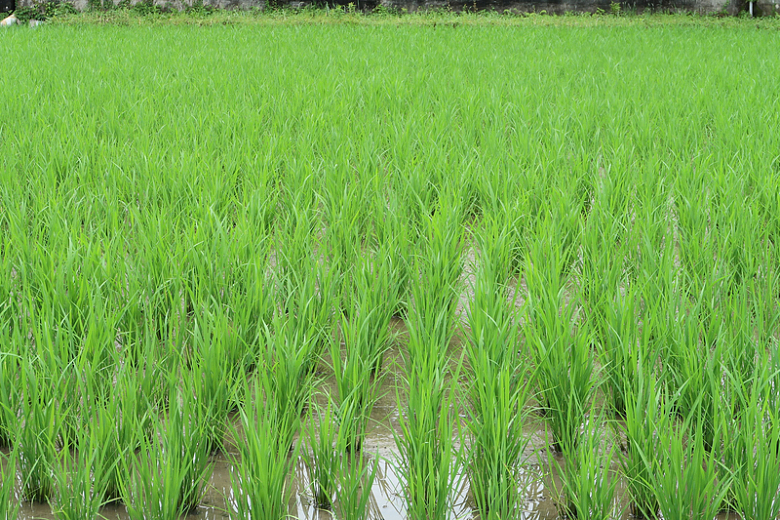 稻田绿色水稻