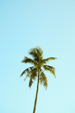 一棵棕榈树