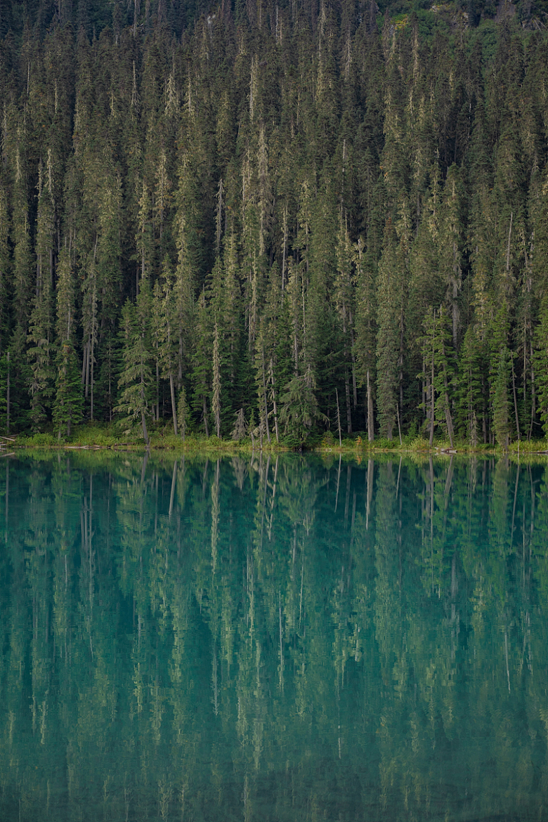 蓝色湖泊和绿色树林