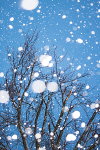 冬季雪花纷飞唯美