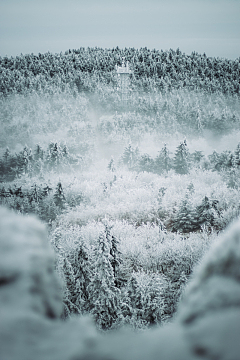 冬季唯美树林雪景