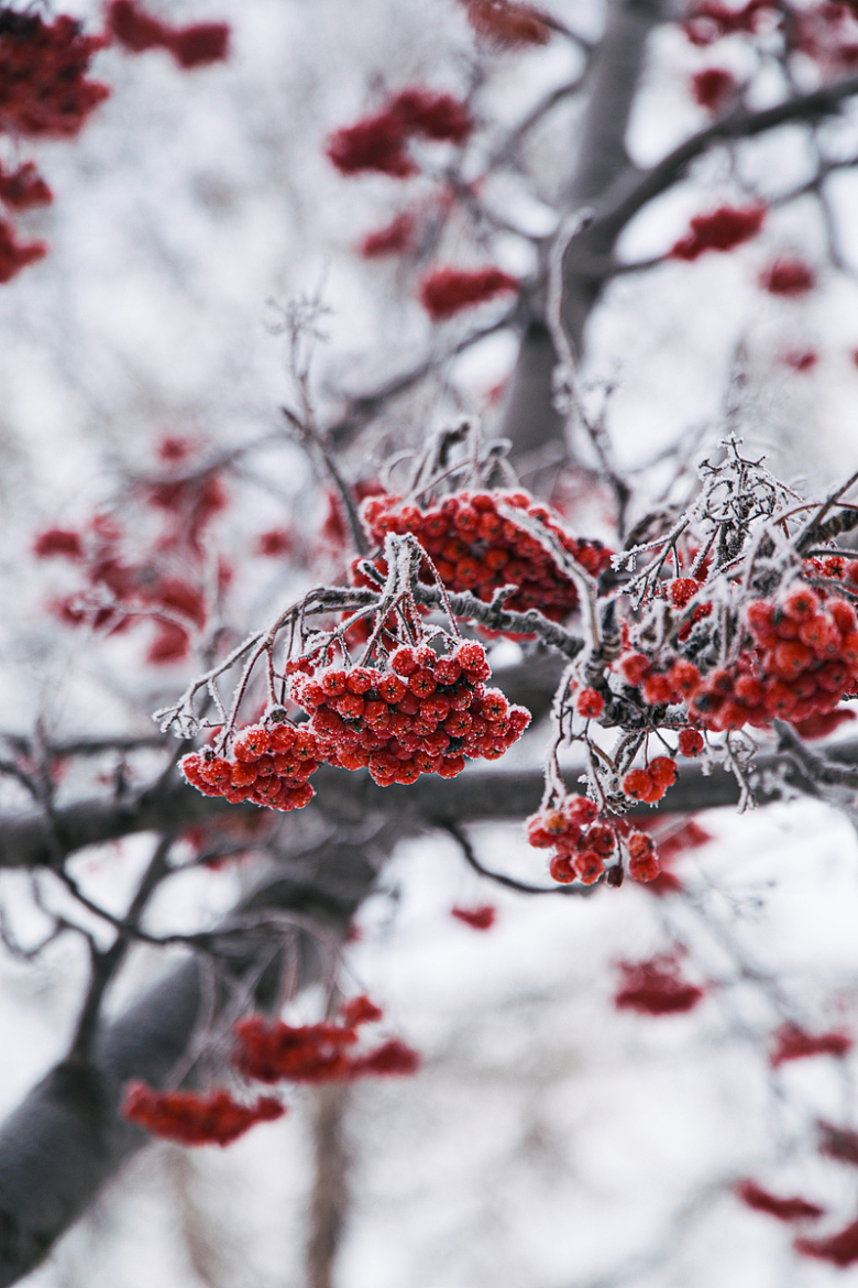 冬季树上红浆果