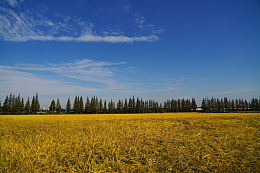 金秋时节麦田风景