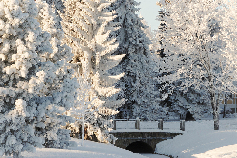 冬季树林银装素裹雪景