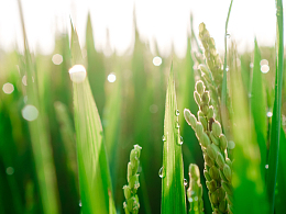 绿色小清新稻田稻穗