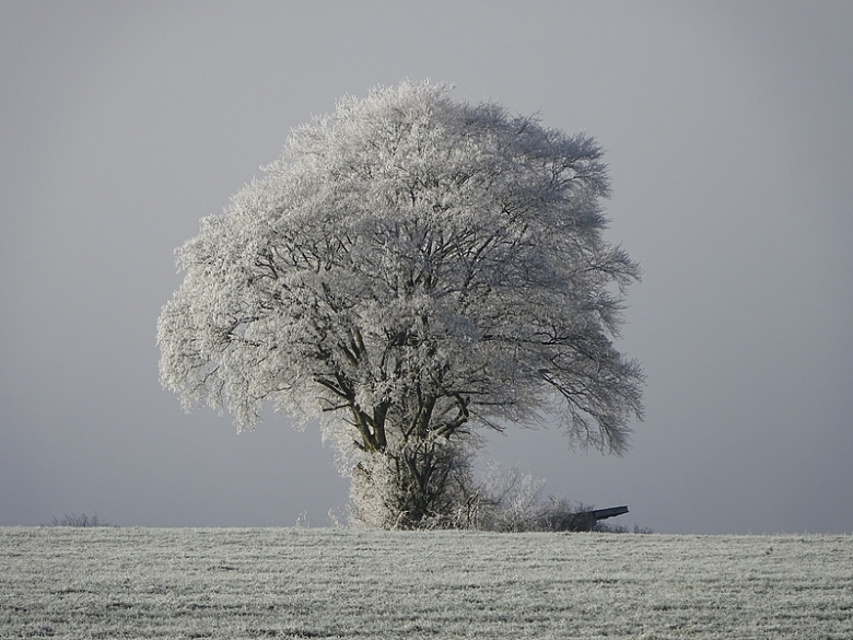 冬季雪树银花风景