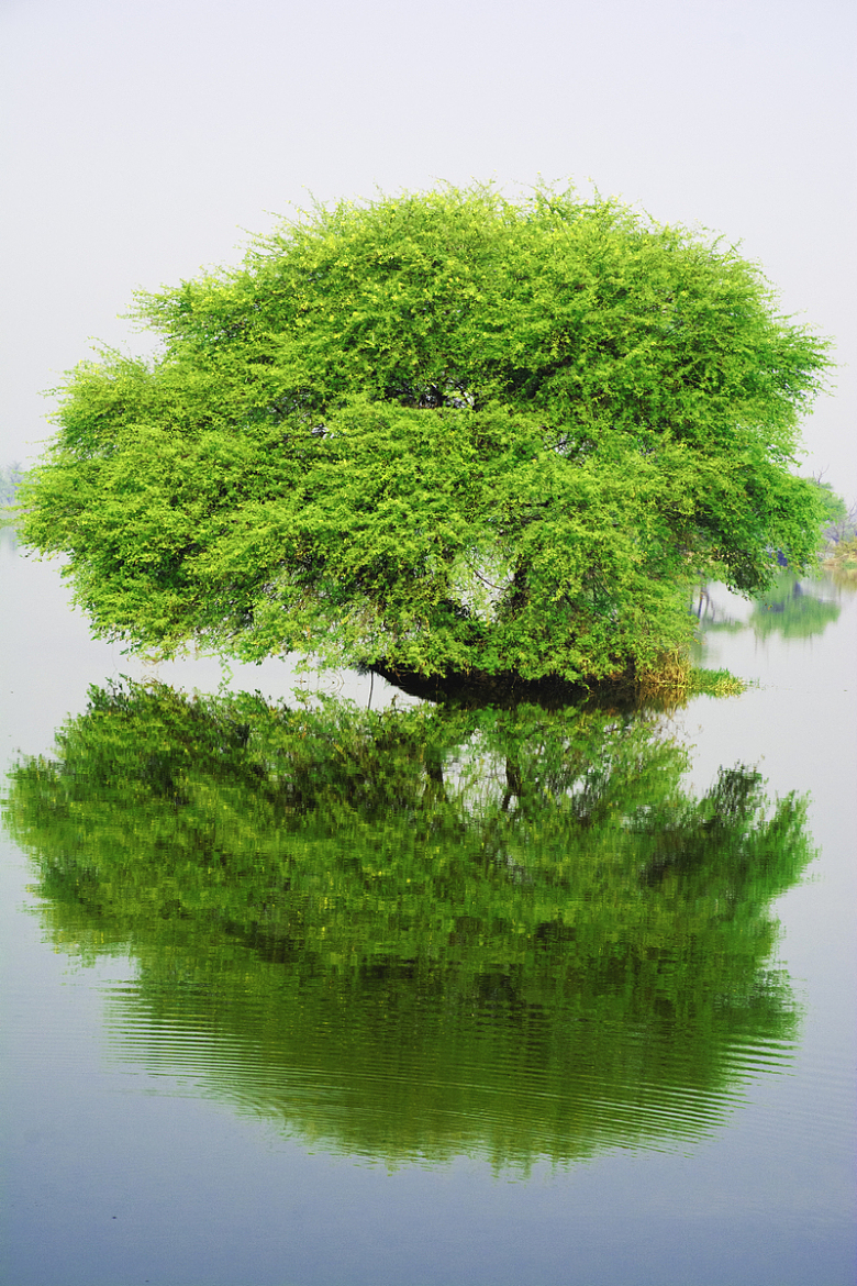 湖泊中央绿色树木倒影