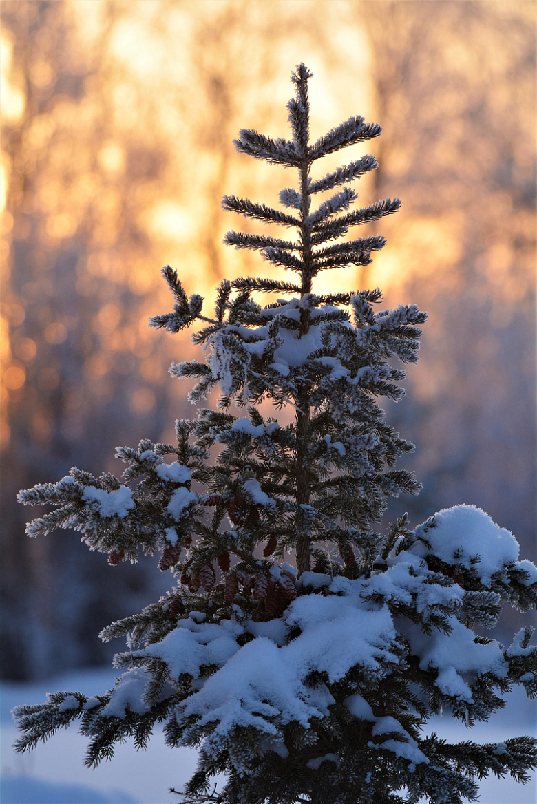 冬日积雪覆盖的云杉树