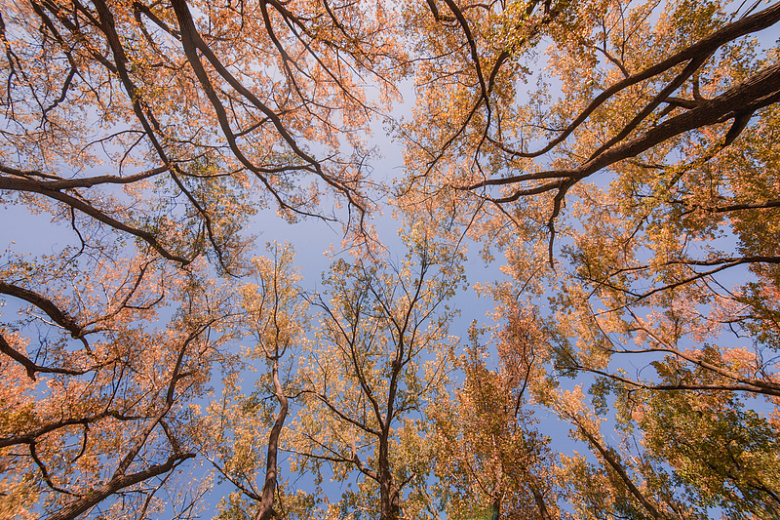 抬头看着秋天的树
