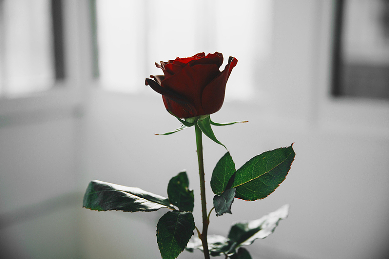 白光中的一朵红玫瑰
