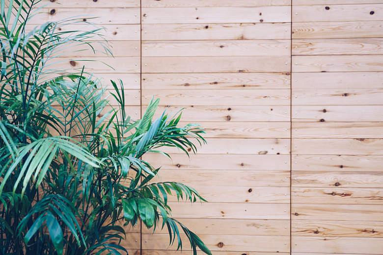 木板墙和绿色植物