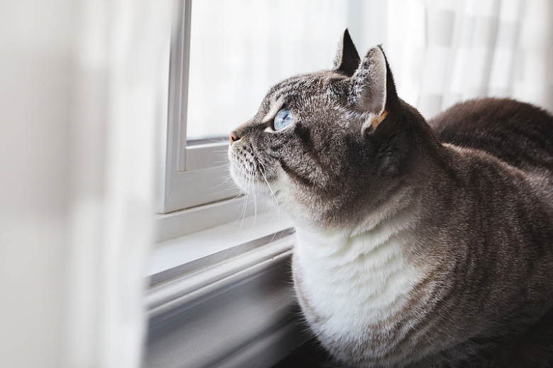 看着窗外的蓝眼睛猫