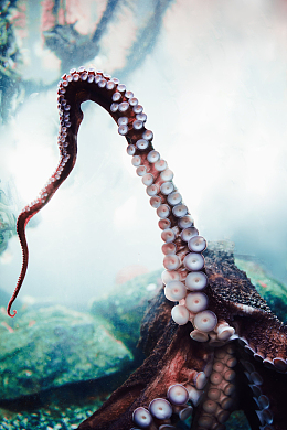 海洋生物章鱼触手