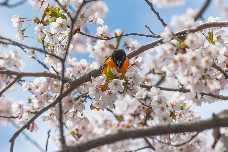 樱花树枝上的飞鸟