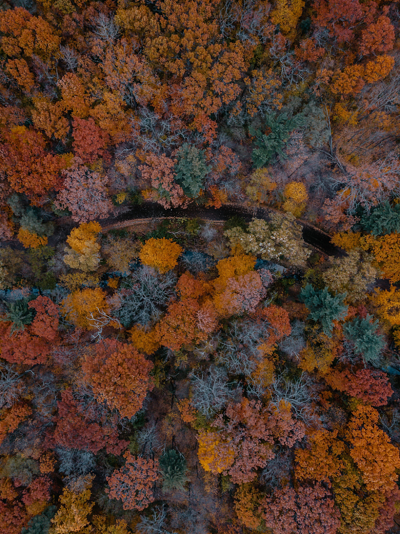 秋季五彩斑斓的树林