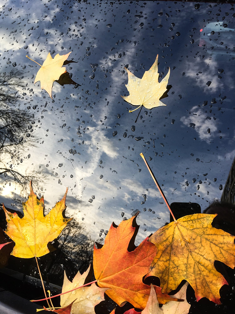 车窗上的落叶和水滴
