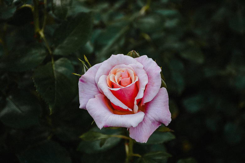 一朵完美的粉红色玫瑰
